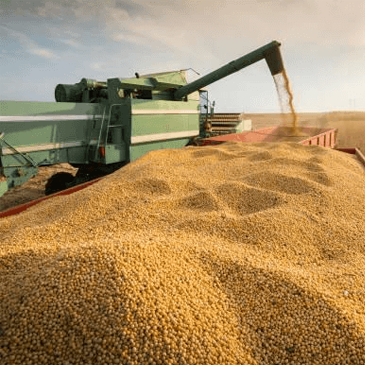 Brazilian soybeans continue to face tough weather conditions